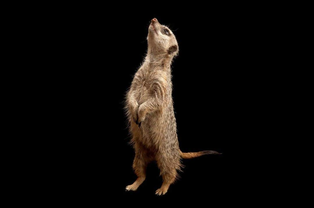 Joel Sartoreさんのインスタグラム写真 - (Joel SartoreInstagram)「You wouldn’t know it from their delicate appearance, but slender-tailed meerkats are among the toughest species you’ll find in the animal kingdom. Because of their immunity to some venom, they are able to kill and eat venomous snakes and scorpions without being hurt in the long term. They can also survive without drinking water, getting all of the moisture they need from eating roots, tubers, and melons! Photo taken @millerparkzoo.   #WorldMeerkatDay #meerkat #slendertailedmeerkat #slender #timon #cute #tough #animal #wildlife #photography #animalphotography #wildlifephotography #studioportrait #photoark @insidenatgeo」7月3日 23時16分 - joelsartore