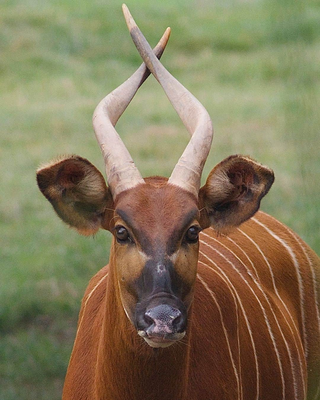 アメリカ自然史博物館さんのインスタグラム写真 - (アメリカ自然史博物館Instagram)「Meet the bongo (Tragelaphus eurycerus)! No, not the musical instrument: This animal is an African ungulate with a distinctive striped coat and large spiraling horns! The bongo is an herbivore that feeds on leaves, bushes, and shoots, but also on the bark of rotting trees. In fact, this species has even been observed eating burned wood after lightning storms: Scientists think this behavior helps the bongo supplement its diet with extra salt and minerals. Unfortunately, this animal faces population declines due to human activity including poaching and habitat loss.  Photo: ucumari photography, CC BY-NC-ND 2.0, flickr  #amazinganimals #wildlife #naturephotography #animalfacts #didyouknow」7月3日 23時13分 - amnh