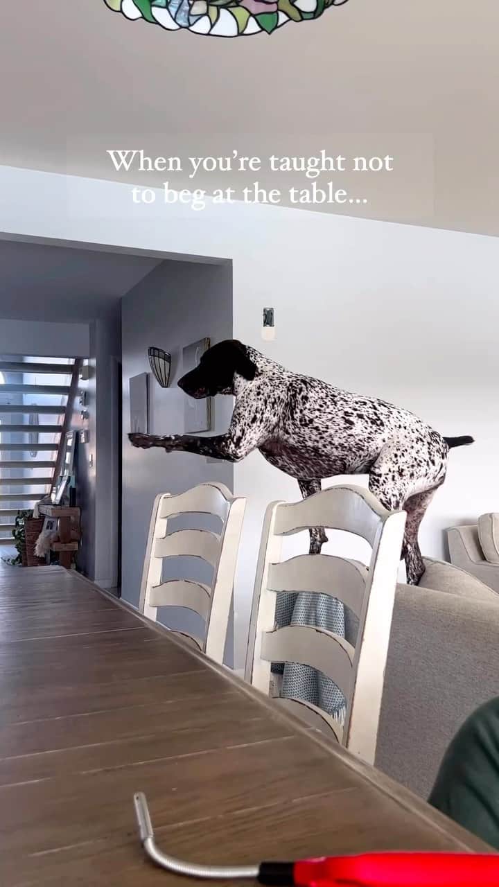 DogsOf Instagramのインスタグラム：「@pippa.pointer doing a sneaky sneak around the rules 😆 Do your dogs find a way to do what they’re not supposed to do?   . . . #foodmotivated #hungrydog #beggingdog #dogsofinstagram #wigglebutt #gspcommunity #birddog」