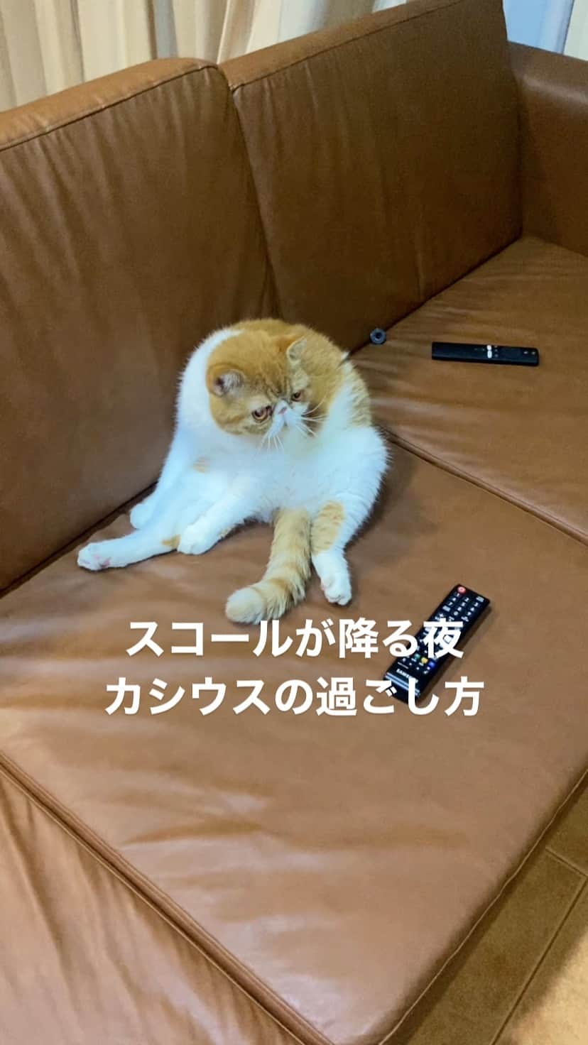 桜 稲垣早希のインスタグラム