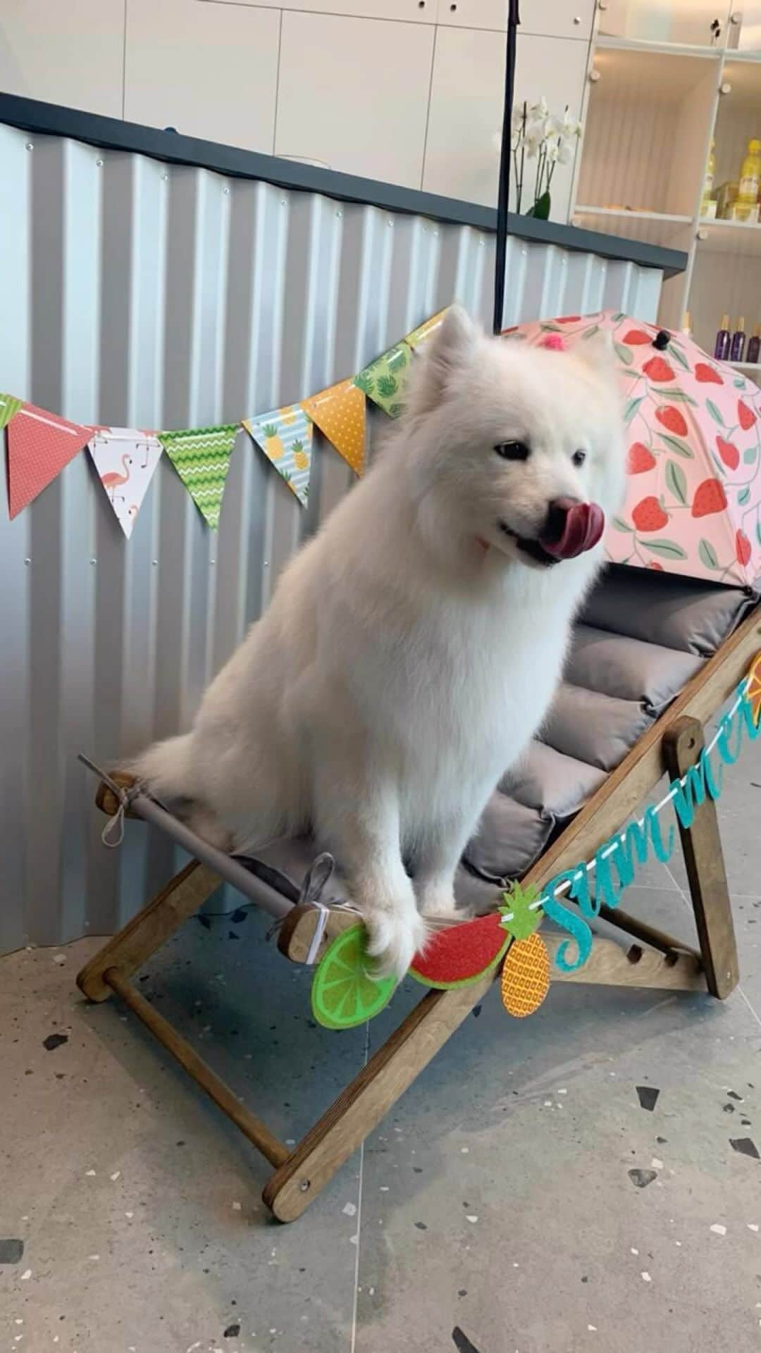 ナタリア・オブモチャエワのインスタグラム：「Завтра @garrybellagrooming исполняется ровно месяц🎉🎉🎉 целый день будет действовать скидка 30% на все услуги☺️ну и конечно же шампанское всем гостям🍾 записывайтесь и приходите к нам в гости🌷🌷🌷」