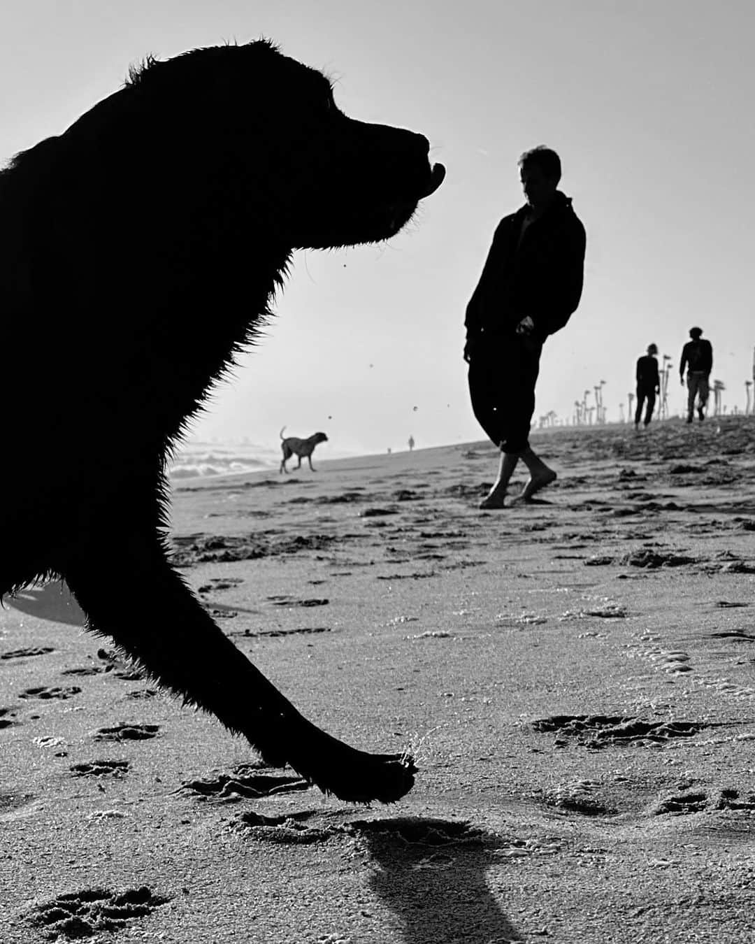 appleさんのインスタグラム写真 - (appleInstagram)「Commissioned by Apple. “I only concentrate on shooting the moment, to capture the joy of the dog and their energy.” #ShotoniPhone by Moises L. @moises_levy_street」7月4日 1時00分 - apple