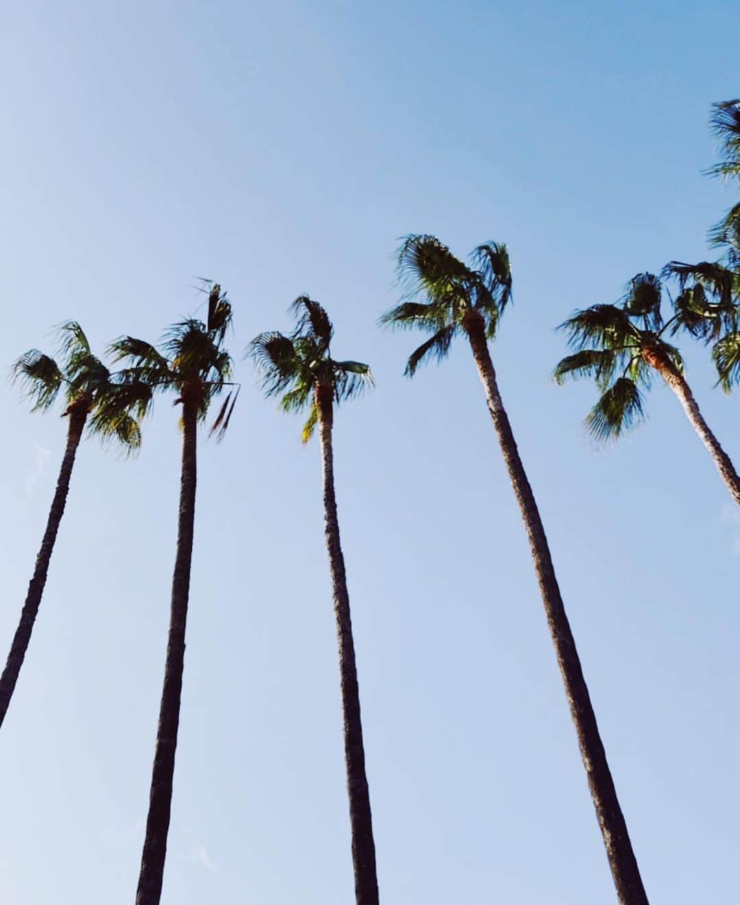 リュプカ・ゴイッチのインスタグラム：「#cannes 🌴」
