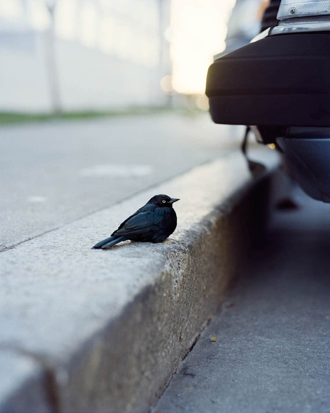 Magnum Photosさんのインスタグラム写真 - (Magnum PhotosInstagram)「New #MagnumPhotos member spotlight: @gregoryhalpern ✨⁠ ⁠ Gregory Halpern (Buffalo, USA, 1977) is known for his intuitively rich color photography that draws attention to harsh social realities and the unerring strangeness of everyday life. ⁠ ⁠ "What’s interesting to me about the world is its chaos and contradictions, the way opposites can be so beautiful in relation to each other. I like how you can be attracted and repelled by something at the same moment," said Halpern of his work. ⁠ ⁠ "I want my images to create cognitive dissonance. If I feel that a sensation caused by an image is singular in nature – awe, beauty, dread, for example – I wind up finding the image to be manipulative, and unfaithful to the contradictory natures of reality." ⁠ ⁠ During last week's 76th annual general meeting, the collective welcomed Halpern as a full member alongside @lua_ribeira, @rafal.milach and @nannaheitmann. ⁠ ⁠ PHOTOS (left to right): ⁠ ⁠ (1, 6) From the project, 19 Winters / 7 Springs. ⁠ ⁠ (2, 4, 5) From the project, ZZYZX. ⁠ ⁠ (3) From the project, Omaha Sketchbook. ⁠ ⁠ © @gregoryhalpern / Magnum Photos」7月4日 2時01分 - magnumphotos