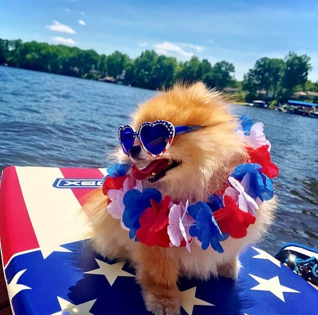 Monique&Gingerのインスタグラム：「My patriot pup❤️💙wishing everyone a Happy 4th🇺🇸💥」