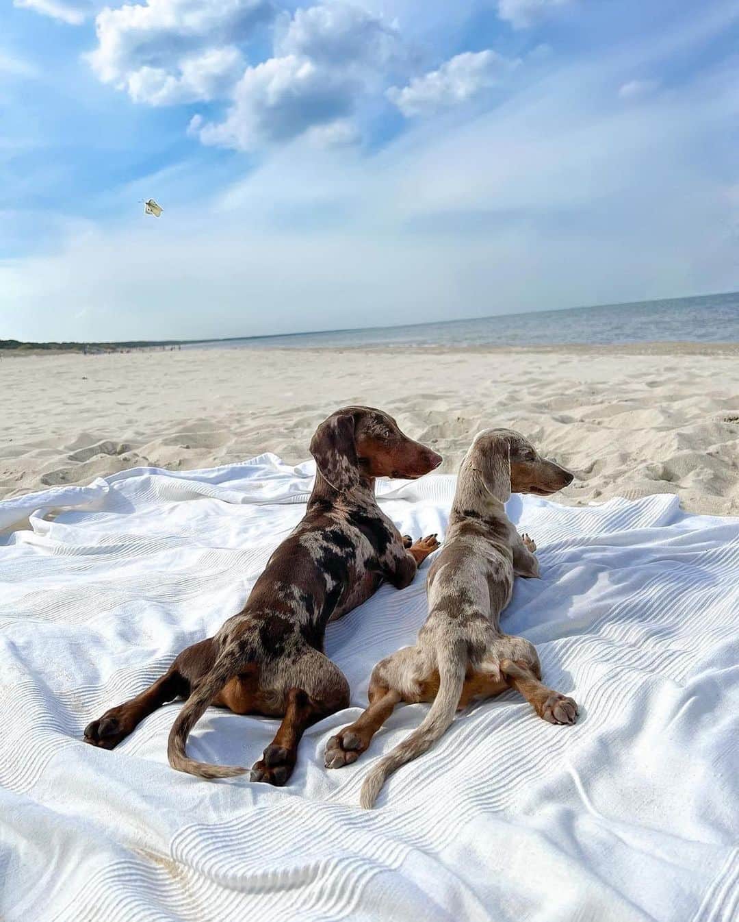 シドニーエヴァンさんのインスタグラム写真 - (シドニーエヴァンInstagram)「Just two besties enjoying the holiday weekend 😍 Tag your beach buddy in the comments.   📸: @balou_theminisausage」7月4日 3時21分 - sydneyevan