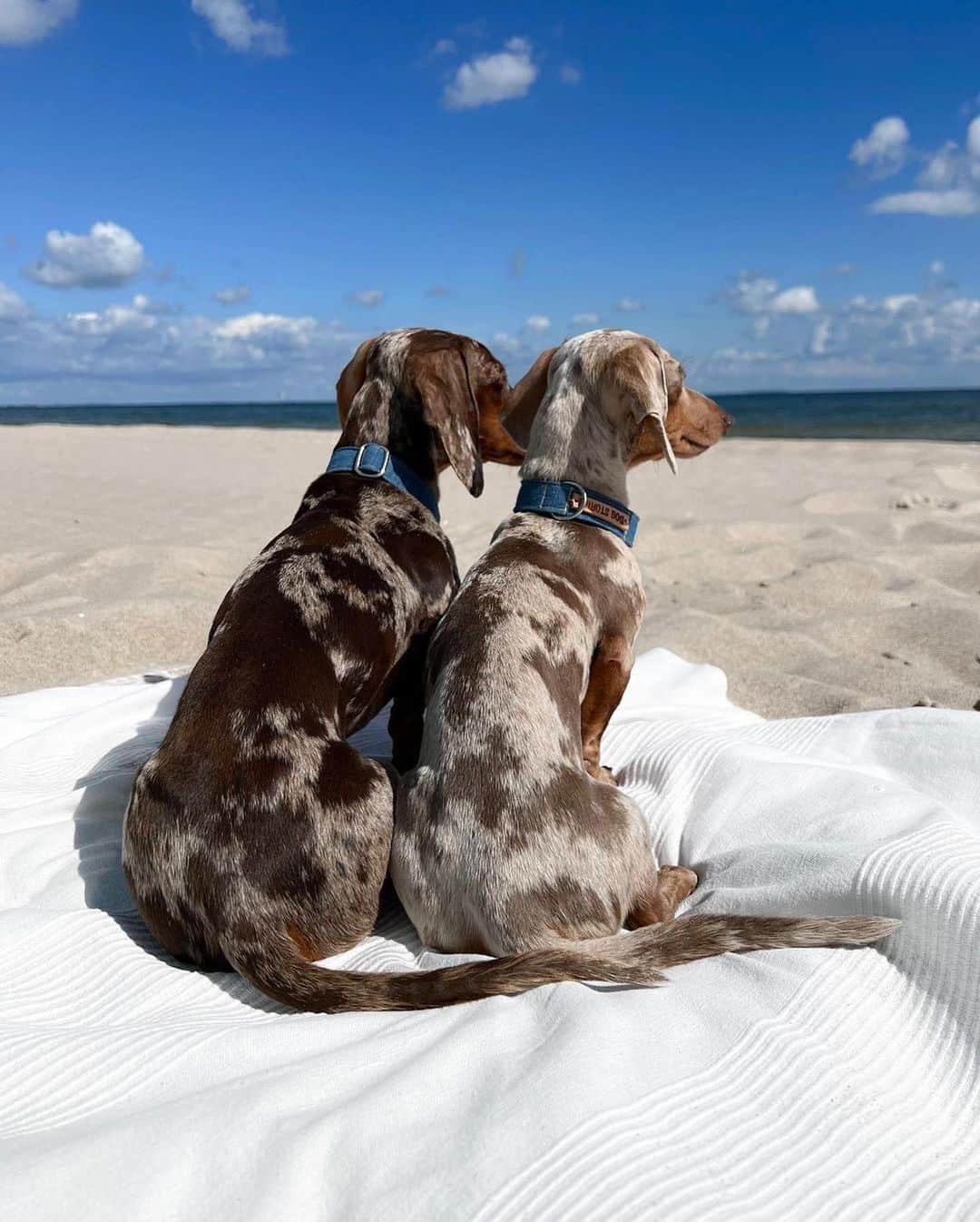 シドニーエヴァンさんのインスタグラム写真 - (シドニーエヴァンInstagram)「Just two besties enjoying the holiday weekend 😍 Tag your beach buddy in the comments.   📸: @balou_theminisausage」7月4日 3時21分 - sydneyevan