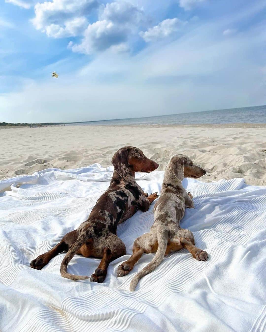 のインスタグラム：「Just two besties enjoying the holiday weekend 😍 Tag your beach buddy in the comments.   📸: @balou_theminisausage」