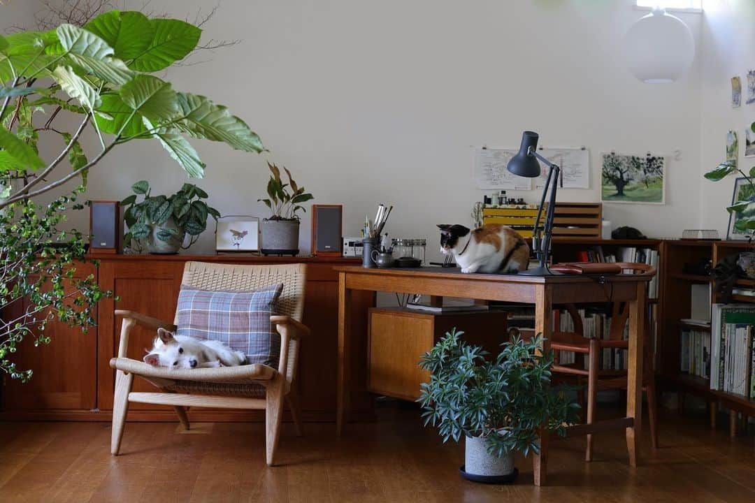 SUUMO公式アカウントさんのインスタグラム写真 - (SUUMO公式アカウントInstagram)「【愛猫×愛犬×植物のある暮らし。～住まいのヒントをくれる人～】   わんちゃん🐶ねこちゃん🐱がのんびりと暮らす、riri.tree さんの自然あふれるお部屋🏡 明るく柔らかな光が差し込む中、ときより寄り添いながらひなたぼっこをするたりは、まるで映画のワンシーンのよう💖   オシャレな室内にはたくさんのグリーン🍀が上品に配置されていて、落ち着いた雰囲気とカワイイ動物たちに、思わず癒されてしまいます😆✨   緑とウッドテイストな家具の相性はバツグン！ナチュラルな雰囲気が好きな方への住まいのヒントになりますね🌱  素敵なお写真が投稿されていますので、住まいのヒントが欲しい方はぜひアカウントをご覧ください👀💡   riri.tree さん、ありがとうございました！   ■🔸■🔸■🔸■ 🏘SUUMO公式アカウントのプロフィールはこちらから♪ @suumo_official 自分らしい住まいづくり、暮らしを楽しんでいる方のお写真をご紹介しています！   #cat #三毛猫 #catstagram #catlife #catsofinstagram #catlover #猫のいる暮らし #猫との暮らし #犬と猫　 #植物 #植物と暮らす #planstagram #plantslover #indoorplants #注文住宅 #マイホーム #暮らし #日々 #雑木の庭 #gardening #garden #gardenlife #庭 #庭づくり #庭のある暮らし #ガーデニング #住まいのヒントをくれる人 #ナチュラルテイスト #ナチュラルインテリア #ウッドテイスト」7月4日 14時08分 - suumo_official