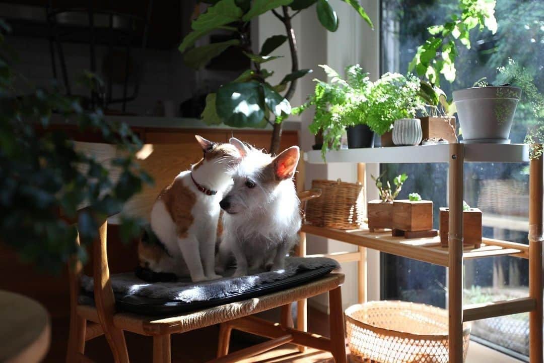 SUUMO公式アカウントさんのインスタグラム写真 - (SUUMO公式アカウントInstagram)「【愛猫×愛犬×植物のある暮らし。～住まいのヒントをくれる人～】   わんちゃん🐶ねこちゃん🐱がのんびりと暮らす、riri.tree さんの自然あふれるお部屋🏡 明るく柔らかな光が差し込む中、ときより寄り添いながらひなたぼっこをするたりは、まるで映画のワンシーンのよう💖   オシャレな室内にはたくさんのグリーン🍀が上品に配置されていて、落ち着いた雰囲気とカワイイ動物たちに、思わず癒されてしまいます😆✨   緑とウッドテイストな家具の相性はバツグン！ナチュラルな雰囲気が好きな方への住まいのヒントになりますね🌱  素敵なお写真が投稿されていますので、住まいのヒントが欲しい方はぜひアカウントをご覧ください👀💡   riri.tree さん、ありがとうございました！   ■🔸■🔸■🔸■ 🏘SUUMO公式アカウントのプロフィールはこちらから♪ @suumo_official 自分らしい住まいづくり、暮らしを楽しんでいる方のお写真をご紹介しています！   #cat #三毛猫 #catstagram #catlife #catsofinstagram #catlover #猫のいる暮らし #猫との暮らし #犬と猫　 #植物 #植物と暮らす #planstagram #plantslover #indoorplants #注文住宅 #マイホーム #暮らし #日々 #雑木の庭 #gardening #garden #gardenlife #庭 #庭づくり #庭のある暮らし #ガーデニング #住まいのヒントをくれる人 #ナチュラルテイスト #ナチュラルインテリア #ウッドテイスト」7月4日 14時08分 - suumo_official