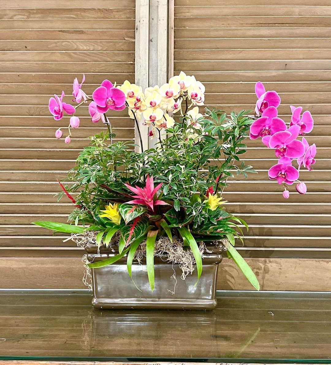 村主章枝さんのインスタグラム写真 - (村主章枝Instagram)「Beautiful orchids.  綺麗な蘭の花。 #orchids」7月4日 14時05分 - fumie.suguri