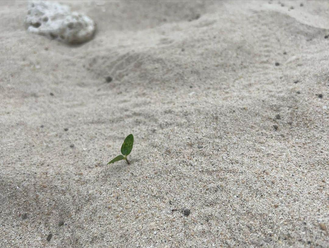 川満陽香理さんのインスタグラム写真 - (川満陽香理Instagram)「先日地元に、東京や関西の知り合いの方に声かけて一緒に行ってきました。  ビーチのゴミ拾いして、BBQして、ゴルフコンペして✨  ビーチは毎年決まった場所で、今回で5回目のボランティアでしたが、 時期がいつもとちがうので、風向きも違っていて、海洋ゴミが溜まる場所が変わっていて。 次回の参考にしなきゃ🤔  13人でゴミ袋50袋が1時間ちょいで終わってしまって、想定以上🫢  韓国や中国のラベルの漂着物が多いですが、 逆に日本で海に捨てされた物はきっと、他の国に流れ着いていると思うととても恥ずかしいですよね😖 流れ着くだけではなく、もう回収が不可能なところに行ってしまうものも、海洋生物が食べて死んでしまうものもあると思うと、見ているものはほんの一部かー。  拾う時には天気も曇ってくれて、風も強くなかったのでコンディション良かったですが、 1時間半もやればもうクタクタに☹️  参加してくださったみなさん今回もご協力ありがとうございました♪」7月4日 14時19分 - hikari.kawamitsu