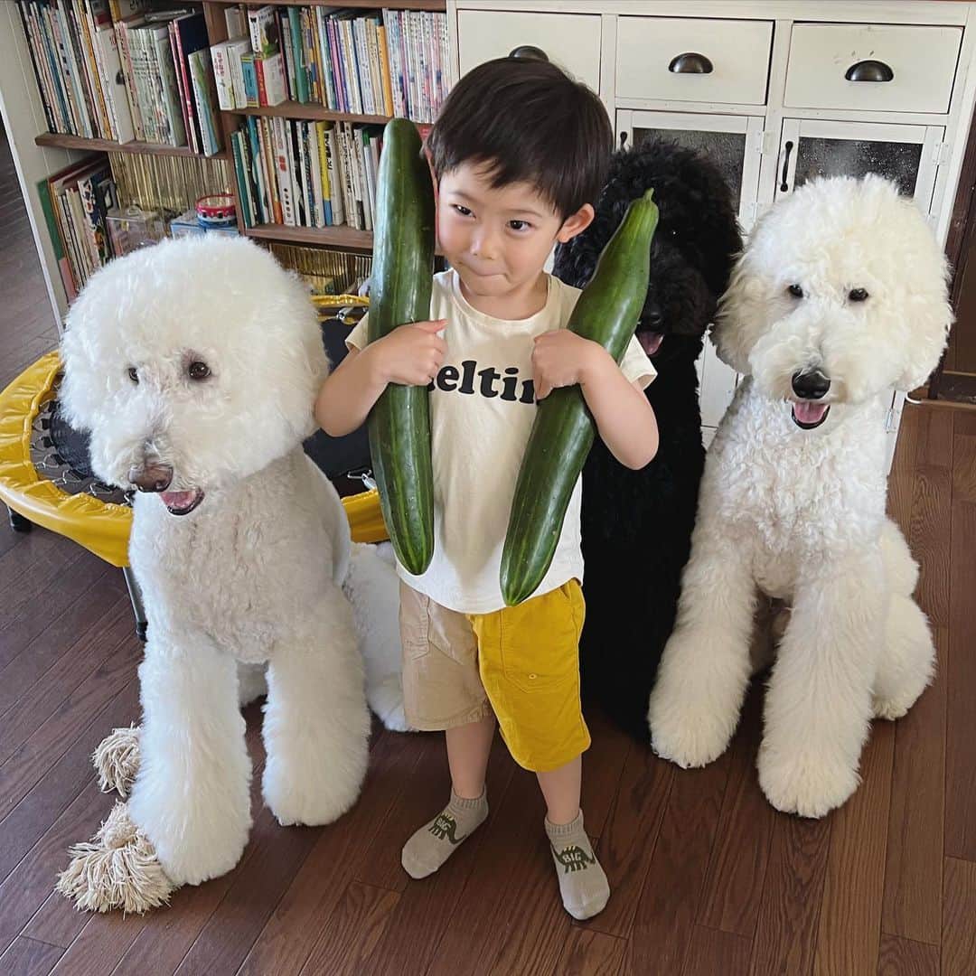 たまねぎさんのインスタグラム写真 - (たまねぎInstagram)「. . きゅうりだよ💕 でけーー🤣  #standardpoodle #スタンダードプードル #poodle #いぬのいる生活 #大型犬 #犬と暮らす #いぬなしでは生きていけません  #フランソワ王国出身 #大型犬との暮らし #お化けきゅうり」7月4日 15時17分 - tamanegi.qoo.riku