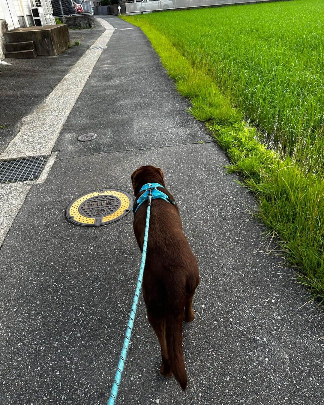 栗田善太郎さんのインスタグラム写真 - (栗田善太郎Instagram)「雨がやんだよ。 散歩散歩〜  #チョコレートラブラドール  #11歳」7月4日 6時19分 - kurizen01