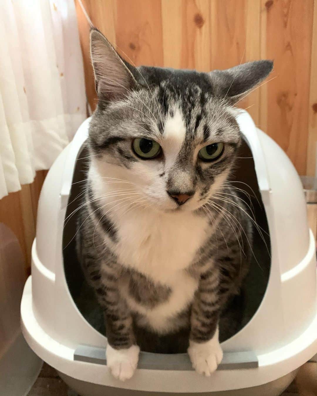 ?りっこ?のインスタグラム：「＊ ＊ 🐈‍⬛ Harutarou 🐈‍⬛  おトイレ中の春太郎♡ お食事中の方は 申し訳ありません🙇🏼‍♀️  この おトイレ  大きい猫ちゃん♡用で かなり デカいんです！ 春太郎♡が居ると 大きく見えませんねぇ😂💦   (*Ü*)ﾉohayoϋ♡ ＊ ＊ #猫トイレ　#猫　#cat  #13歳 #cats_of_instagram  #TheDailyKitten  #cats_of_world #balousfriends  #catloversclub  #cat_features #catstocker #themeowlife  #sweetcatstime  #thedailykitten #cats_of_instworld #IGersJP #happypetclub #bestmeow #保護猫 #catsfollowers  #pleasantcats  #catsofday #happycatclub #sweetcatclub #catsnet #instacat_meows #cutieanimalspage #cutecatshow  #thedailykitten #dailycatshow ＊ ＊ 🌿🌿🌿🌿🌿🌿🌿🌿🌿🌿🌿🌿」