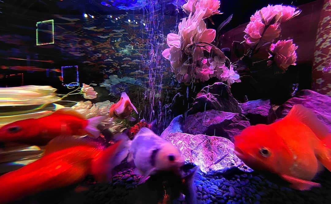 km観光タクシーさんのインスタグラム写真 - (km観光タクシーInstagram)「Uws Aquarium Daiba #アク和リウム  #tokyotour #tokyolife #tokyonow #tokyotrip #tokyotravel #tokyojapan #tokyotokyo #tokyosightseeing #tokyotourism #tokyophotography #tokyosnap #tokyocity #visittokyo #mytokyois #kmタクシー #東京観光」7月4日 7時18分 - tokyodrive.jp