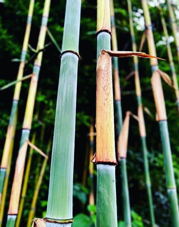 竹虎さんのインスタグラム写真 - (竹虎Instagram)「この竹にはダイミョウチクという別名もあって、昔は大名しか食する事ができないくらい ...
