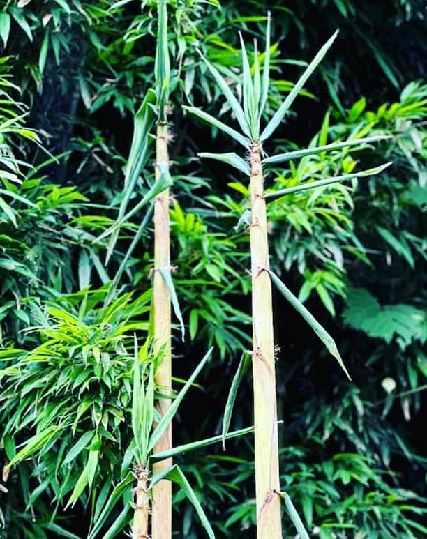 竹虎さんのインスタグラム写真 - (竹虎Instagram)「この竹にはダイミョウチクという別名もあって、昔は大名しか食する事ができないくらい美味しい竹だと教えていただいた事がある。アルミホイルに包んで焼いて出してもらった筍はホクホクして旨い、さすが大名だと納得した。 . 業平竹（ナリヒラダケ）という命名は何と虎竹と同じく只今NHK朝ドラ「らんまん」で全国の皆様に名前を知っていただいた牧野富太郎博士だ。 . 名前を付けるに当たり、全体の姿形の端麗さは男性的だけれど節に女性的な優しを感じるとして、万葉歌人の在原業平（ありわらのなりひら）がその由来となったそうだ。このような名前を普通思い付くだろうか？さすが、植物の精だと自ら言った博士だ。 . #竹虎 #虎斑竹専門店竹虎 #朝ドラ #らんまん #牧野富太郎 #竹 #Sustainable #竹林 #真竹 #孟宗竹 #筍 #若竹 #大名竹 #bamboo #虎竹 #業平竹」7月4日 7時32分 - taketora1894