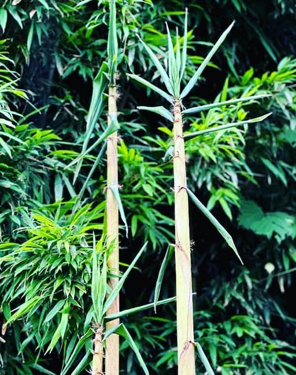 竹虎さんのインスタグラム写真 - (竹虎Instagram)「この竹にはダイミョウチクという別名もあって、昔は大名しか食する事ができないくらい ...