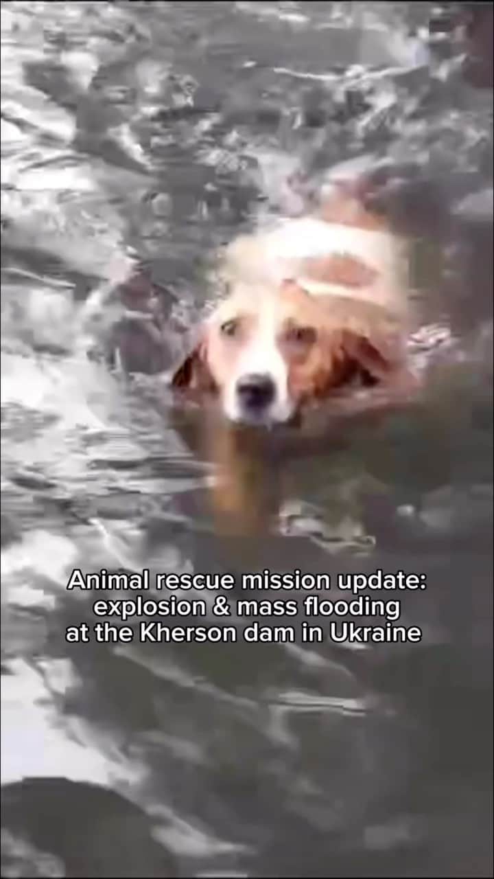 DogsOf Instagramのインスタグラム：「PUPDATE: On June 6th, an explosion at the damn near Kherson on the border of Russia and Ukraine resulted in catastrophic flooding with water contaminated by dangerous, life-threatening chemicals.   Together with @welovecuddly and @furrytalesinternational, we are committed to helping rescue and protect these innocent animals, the silent victims of this devastating tragedy war. Show your support by giving back in our link in bio — even $5 can go such a long way. Together we can make a difference ❤️‍🩹」