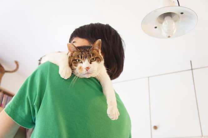 山田稔明さんのインスタグラム写真 - (山田稔明Instagram)「本日7月4日は先代猫ポチの誕生日、1999年生まれなので生きていたら24歳。日向の猫。いつもそこに、いる。 #山田ポチ」7月4日 7時58分 - toshiakiyamada