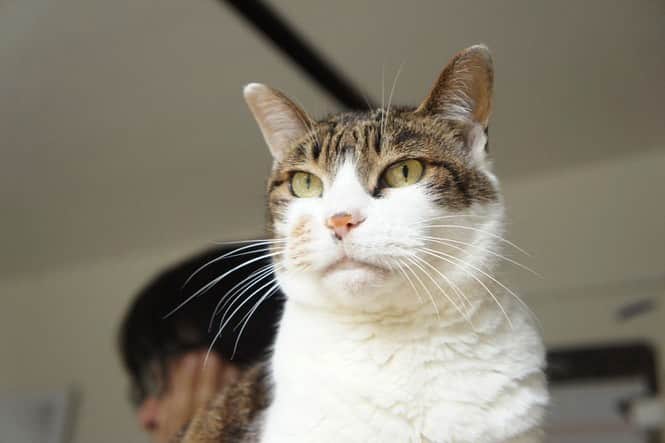 山田稔明さんのインスタグラム写真 - (山田稔明Instagram)「本日7月4日は先代猫ポチの誕生日、1999年生まれなので生きていたら24歳。日向の猫。いつもそこに、いる。 #山田ポチ」7月4日 7時58分 - toshiakiyamada