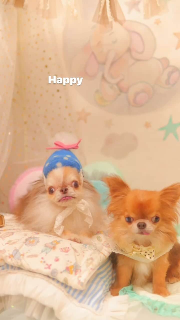 kayoのインスタグラム：「2023年も半分が過ぎましたね。 今年前半はあんまり良い事がなかったなぁ… * * そんな中、元気にお誕生日を迎えて らいち9歳、くりお6歳になりました🎂 * * ふたりぼっちになって静かな毎日で、賑やかだったあの頃が懐かしいです。 * * これからは ふたり仲良く？ 元気で過ごしてね😊 * * Lychee🩵kulio * * #お誕生日 #ハッピーバースデー #happybirthday #チワワ #chihuahua * * *」
