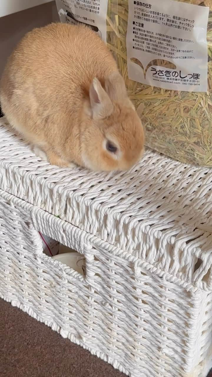 MACOのインスタグラム：「朝のいたずら🙃..🐰💨  #bunny #bunny🐰 #cutebunny  #bunnylove #cuterabbits #bunnyrabbit #bunnyoftheday #netherlanddwarf #うさぎのいる暮らし #うさぎのいる生活」