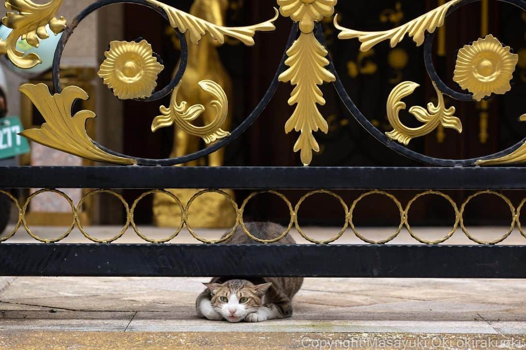 Masayukiのインスタグラム：「くぐりぬける。  #cat #ねこ #猫 #東京カメラ部 #nekoclub  #mmgtw #my_eos_photo  #yourshotphotographer」