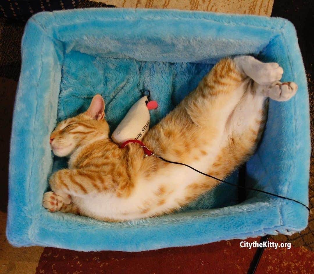 City the Kittyさんのインスタグラム写真 - (City the KittyInstagram)「How’s your day going? Mine’s pretty chill. 😻  #sleepingcat #lazycat #funnycat #stopdeclawing #cats」7月4日 8時24分 - citythekitty