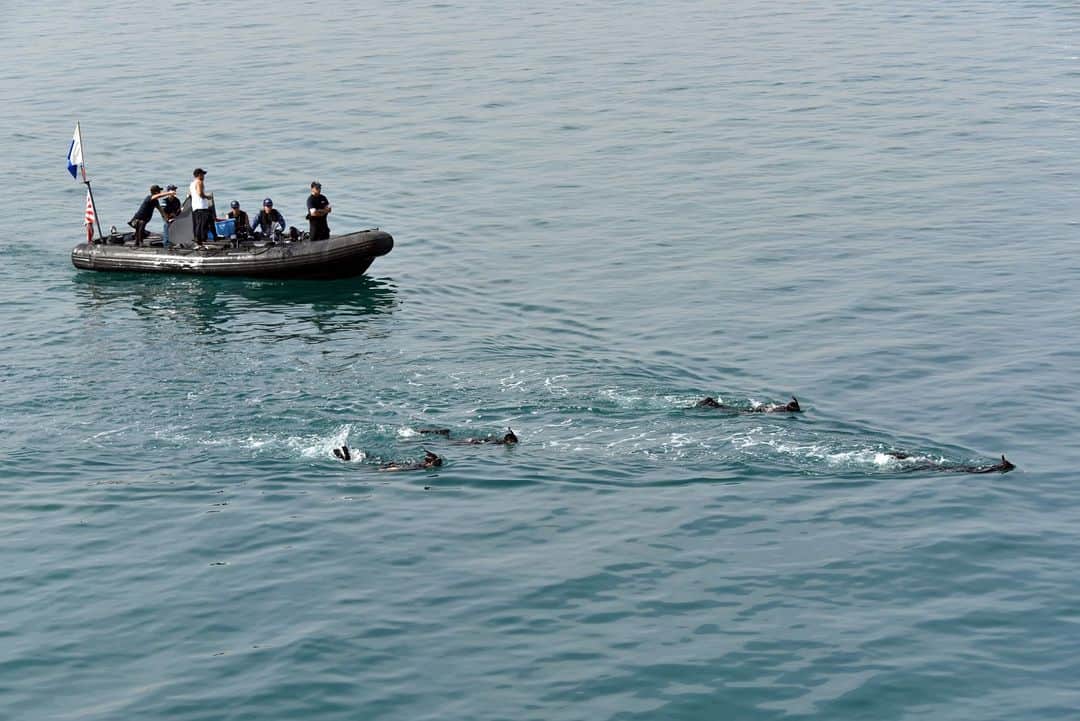 海上自衛隊さんのインスタグラム写真 - (海上自衛隊Instagram)「・・・イルカ？ あまりにスイスイ泳いでいるので間違えてしましました。  こちらは潜水訓練実施中です。  #まきなみ #潜水 #ダイバー #暑い #イルカ」7月4日 8時30分 - jmsdf_pr