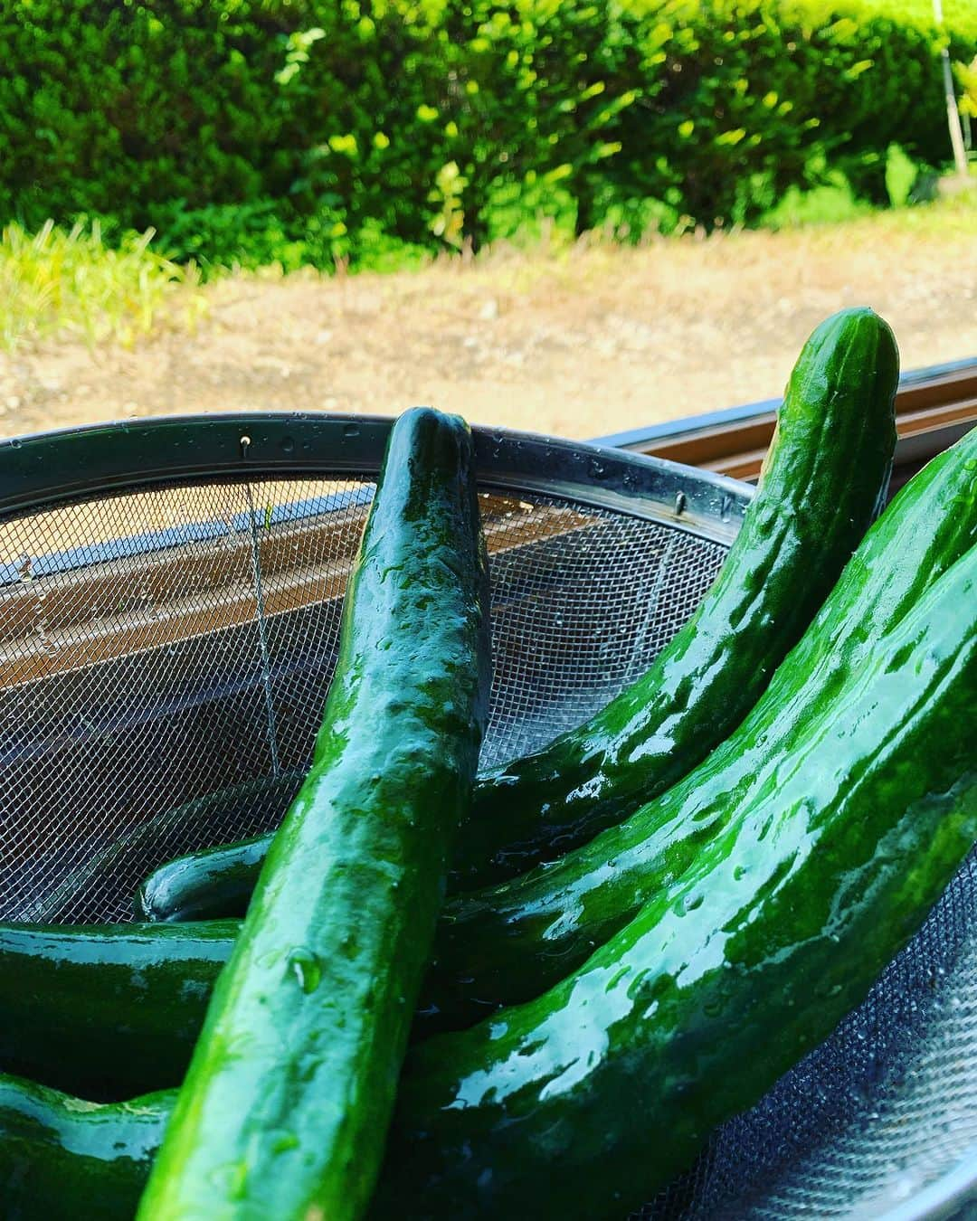 都竹悦子さんのインスタグラム写真 - (都竹悦子Instagram)「初なり。  今年も、じいちゃんの夏野菜始まりました！ 今日は愛知県で司会のお仕事です。 初ものパワーでがんばるぞー！  なお、我が家のきゅうりは吊り下げタイプの柵で育てるのではなく、地生えといって畑に藁を敷き詰め、その上に実らせます。 形は悪いけど、ミネラルたっぷりで美味しいんです！  #91歳　#昭和6年生まれ　#父の野菜　#じいちゃんの野菜　#娘は丸かじりが好き　#きゅうり　#地生え　#地生えきゅうり　#感謝　#飛騨高山の暮らし」7月4日 8時38分 - etsukotsuzuku