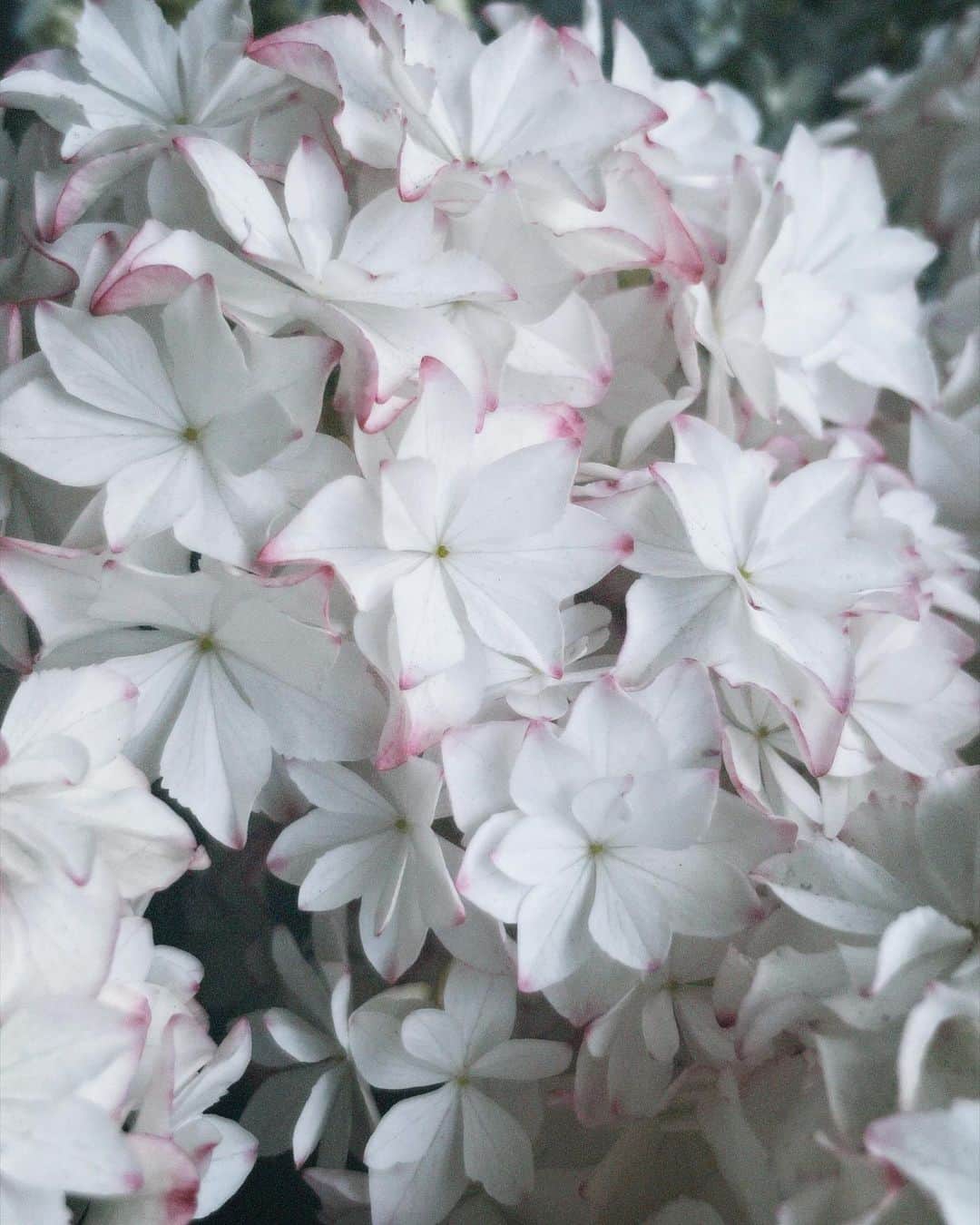 塩野響子のインスタグラム：「⠀紫陽花。」