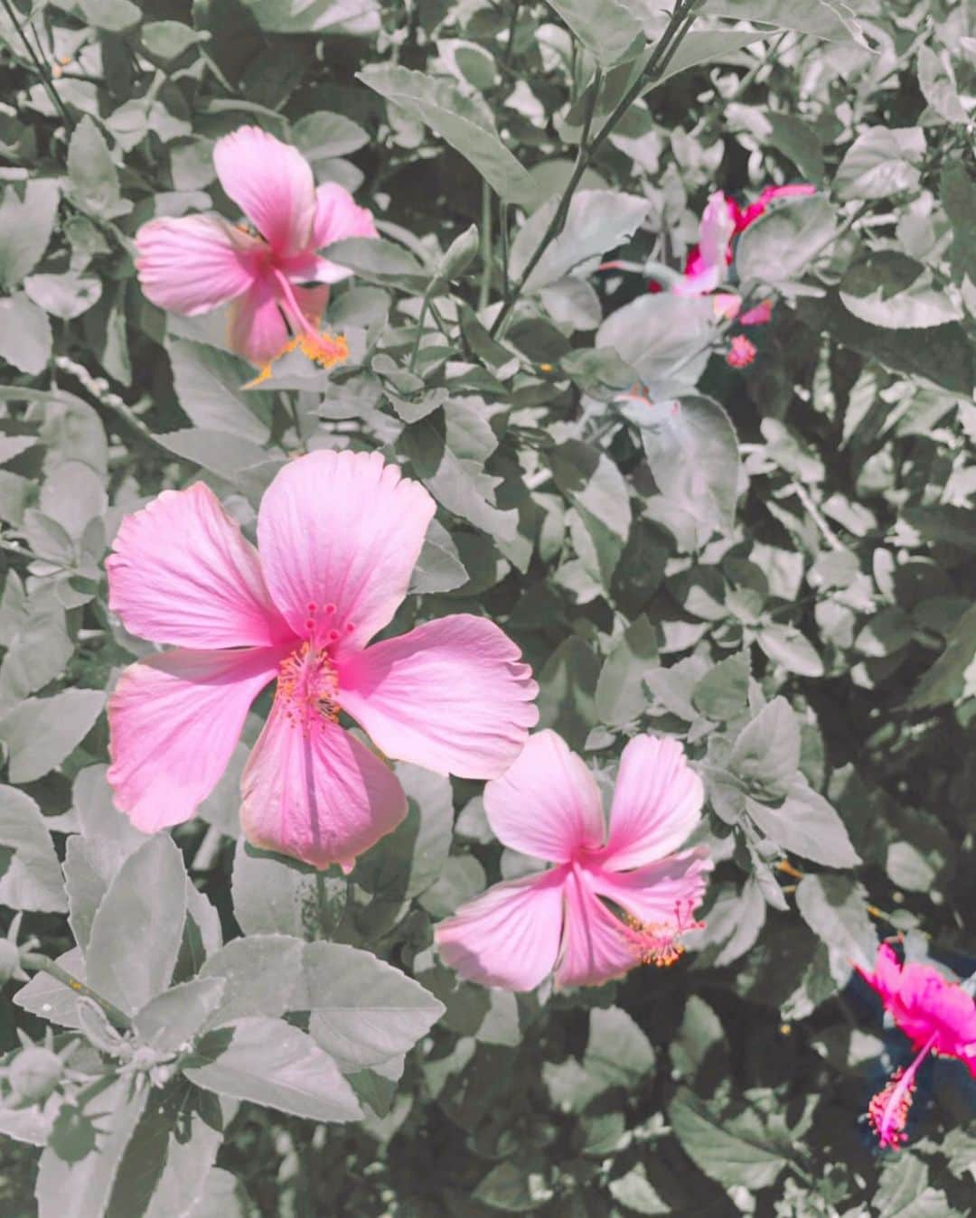 Manaさんのインスタグラム写真 - (ManaInstagram)「🌺Have a nice day~!!😘 ⁡ ⁡ #okinawa #okinawatrip #hibiscus #沖縄旅行 #沖縄観光 #夏の花」7月4日 9時48分 - mana.tcy