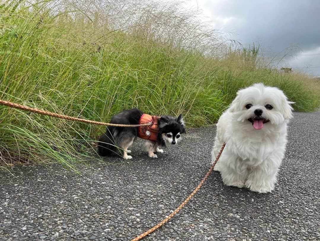 小野真弓さんのインスタグラム写真 - (小野真弓Instagram)「おはようございます☺️☀️  昨晩はゴロゴロどかーん⚡️と、、 雷が凄かった木更津。 大の雷嫌いのハルくんは おかーさんに、しがみついておりました😱 もとい、 おかーさんを、しっかりまもってくれてました😂✨  今日も雷マークが天気予報に。。  みなさまも気をつけて〜 良い一日をお過ごしください☺️🍀  #わんさんぽ#あさんぽ #ハナハルさんぽ#犬と猫のいる暮らし#犬猫日記 #キジ仔猫　#爽くん　#療養中  🐱 新入り仔猫にゃん。 仮ネーム、爽くん✨🍨 　 ゴミ捨て場で、カラスに狙われて ぐったりしているところ、 保護して病院に連れて行って頂き、、 我が家へやってきました🥲  ガリガリ、ボロボロ、、ひどい風邪。 自分でご飯も食べることができず、 こまめに強制給餌&ミルクです🥺  片目の眼球がありませんが、 もう片方の目で、 しっかり頑張ってます🥺  人懐こくてごろごろ、ふみふみ、すりんすりん🥲 よほど心細かったのか、 弱ってるのに、にゃーにゃー力を振り絞りながら 人を呼びます🥺  まずは、 栄養つけて体力回復だにゃ❤️‍🩹🥺💪」7月4日 10時36分 - hanaharuaroi