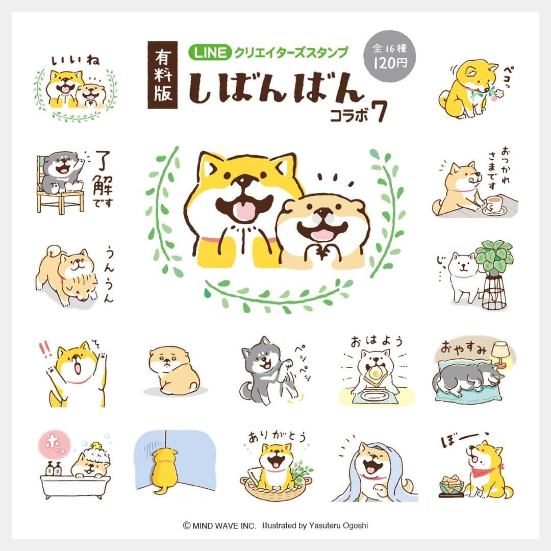 オオゴシヤステルのインスタグラム：「⭐LINE スタンプ情報⭐  LINEクリエーターズスタンプ 『【有料版】しばんばん コラボ7』がリリース！    お待たせしました！ 期間限定で無料配布されていた「 しばんばん × N organic」が有料版として復活♫ ずっと使ってくださいね🐾💨   購入ページには ストーリーズ、ハイライト「LINE」から✈️✈️✈️  ▶️https://line.me/S/sticker/22679061   〈ฅ `ᴥ´ ฅ〉(ฅ・ᴥ・ฅ)  #LINE #lineスタンプ #N_organic #マインドウェイブ #mindwave #しばんばん #shibanban #むちころばんばん #muchicorobanban #オオゴシヤステル #柴犬 #しばいぬ #shibainu」