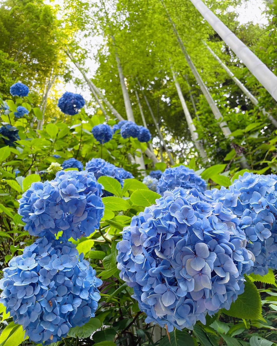 甲斐心愛のインスタグラム：「写真フォルダみたらまだ余韻に浸れる~ 💙💜   #紫陽花 #明月院  #明月院ブルー  #鎌倉 #鎌倉観光 #あじさい  #kamakura  #japan  #japanese #japantravel  #季節の花  #梅雨」