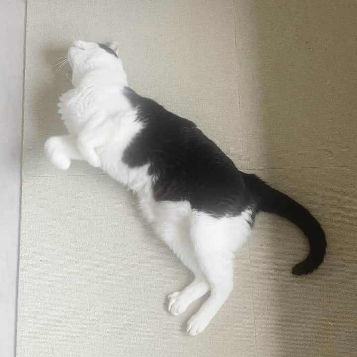 のインスタグラム：「ダンスユアスタイル！  #パンチョとガバチョ #thePpancho #danceyourstyle」