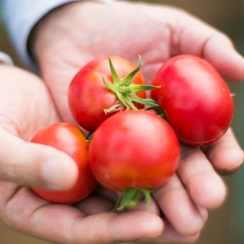おれは食べて痩せたいのだ。さんのインスタグラム写真 - (おれは食べて痩せたいのだ。Instagram)「【夏の販売がはじまります】  「おらがトマト」は 北海道余市の中野さんがつくる とびきりあまいトマトジュース。 植物の生命力を最大限に引き出すといわれる 「永田農法」で育てたトマトは、 信じられないほどあまく、みずみずしく、濃厚。 そのままでじゅうぶん美味しい極上のトマトを、 食塩も水も一切加えず、ジュースにしました。  ふだんトマトジュースは飲まないという方も これなら、とリピートする方が多い、 自慢のジュースです。  この季節にぴったりな あまくて濃厚で、さわやかな風味を ぜひおたのしみください。  2023年７月５日（水）午前11時から ほぼ日ストアで販売いたします。 https://www.1101.com/store/tomato/index.html  #おらがトマト  #トマトジュース  #中野ファーム さん #ほぼ日 #ほぼ日ストア  #ほぼ日刊イトイ新聞」7月4日 12時00分 - hobonichi_oishiimono