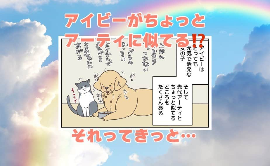 餅付きなこのインスタグラム：「先代あーちゃんことアーティがお空に行って今日で1年。 あっという間に過ぎた気がします。  最初の5ヶ月はどう過ごしていたかあまり覚えてなくって、アイビーが来てからの7ヶ月はバタバタと楽しくも忙しい毎日でした。  アーティがいろんなことを教えてくれたおかげで、アイビーはとってもいいコに育っています。  あーちゃんありがとね♡  #漫画 #イラスト #犬漫画 #絵日記 #エッセイ漫画 #コミックエッセイ#マンガ #日常漫画 #ゴールデンレトリバー #goldenretriever #ゴールデンレトリーバー #犬と生活 #4コマ漫画 #犬 #dog #dogstagram #instadog #わんこ #ふわもこ部 #いぬ #ilovemydog #いぬのきもち #大型犬 #大型犬のいる生活 #まめとアーティ #餅付きなこ #おさんぽですし！」