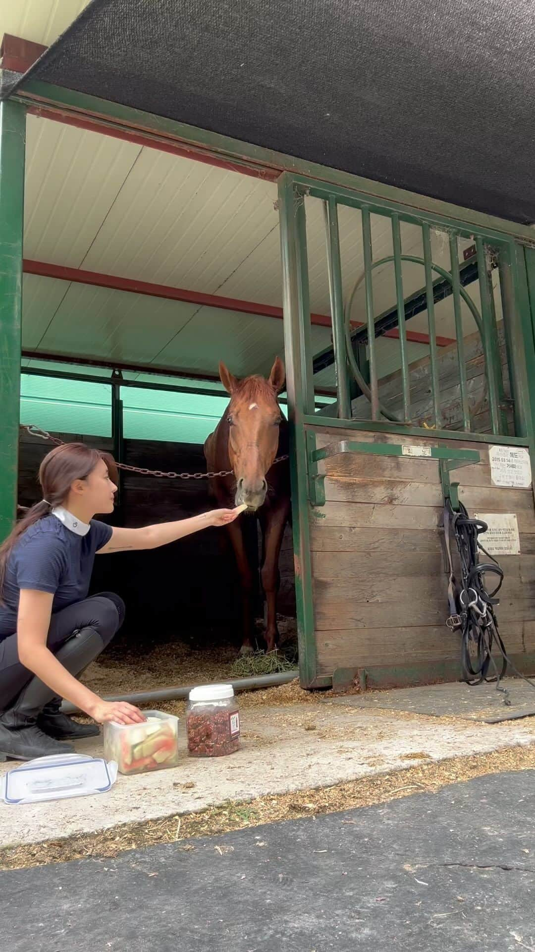 ヒョンア のインスタグラム：「#근황  이것도 잡솨바 - 🐴 사람도 먹을 수 있는 말쿠키.  . “현아씨 시험보기전까지 외승 안갈거죠~?.” “네…” 😳🙄🤭 외승 금지령도 당한 마당에 7,8월은 내내 마장에 (마장동아님) 있을 예정입니다..  😌😌 . . #승마스타그램」