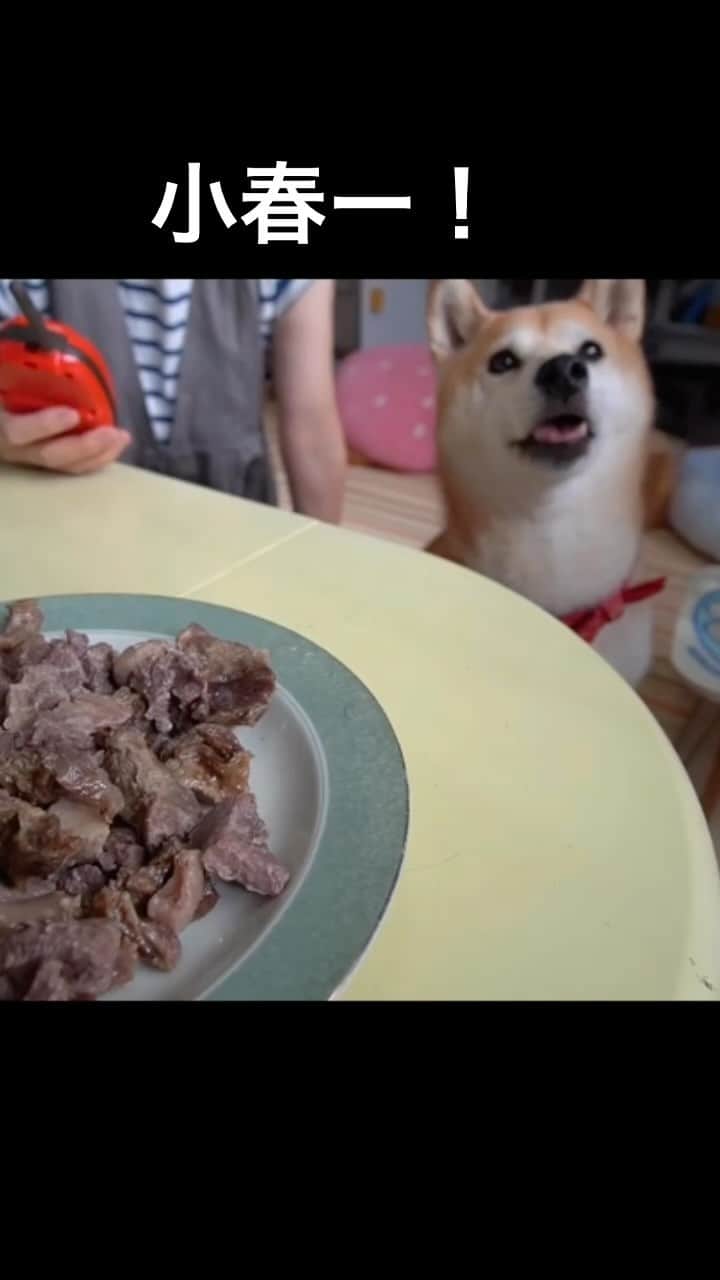 柴犬小春のインスタグラム