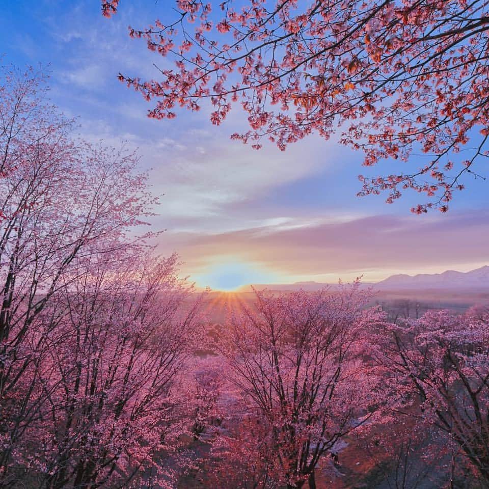 北海道じゃらん【公式】さんのインスタグラム写真 - (北海道じゃらん【公式】Instagram)「『#北海道じゃらん春絶景フォトコンテスト2023』結果発表！  たくさんの素敵な春絶景写真をご応募いただき、 ありがとうございました！  1枚目【グランプリ】 @yuuyadayoo　さん  洞爺湖で撮影してくれた一枚。 夜桜と花火が圧巻の迫力🎆 色とりどりの白鳥ボートたちも見え、グランプリにふさわしい華やかな写真でした✨    2枚目【早起きは三文の徳で賞】 @usapanchi　さん   深山峠で撮影してくれた一枚。 鮮やかなピンクの桜の向こう側から朝日がのぞく☀ 「早起きしてでもこの景色を見に行きたい！」と思わせてくれる一枚でした。    3枚目【この花絶景に感謝したいで賞】 @su_niko_hokkaido　さん   湧別町で撮影してくれた一枚。 カラフルなチューリップは見ているだけでワクワク🌷 日々手入れをしてくださる方たちのおかげで、素敵な景色が保たれていることが実感できる一枚でした。    4枚目【一面ピンクの絨毯で賞】 @masaji.ueda　さん  大空町のひがしもこと芝桜公園で撮影してくれた一枚。 一面ピンクの芝桜とピンクの鳥居が華やか🌸 この時期、この場所だからこそ撮影できる貴重な一枚でした。    受賞者のみなさまの作品は、 来年度の北海道じゃらん雑誌内の春絶景特集でも掲載させていただく場合があります。 その際はご連絡させていただきますので ご協力どうぞよろしくお願いいたします！  #北海道じゃらん #じゃらん #北海道 #観光 #お出かけ #1日1得 #写真 #絶景 #春絶景 #フォトコンテスト」7月4日 13時30分 - hokkaido_jalan