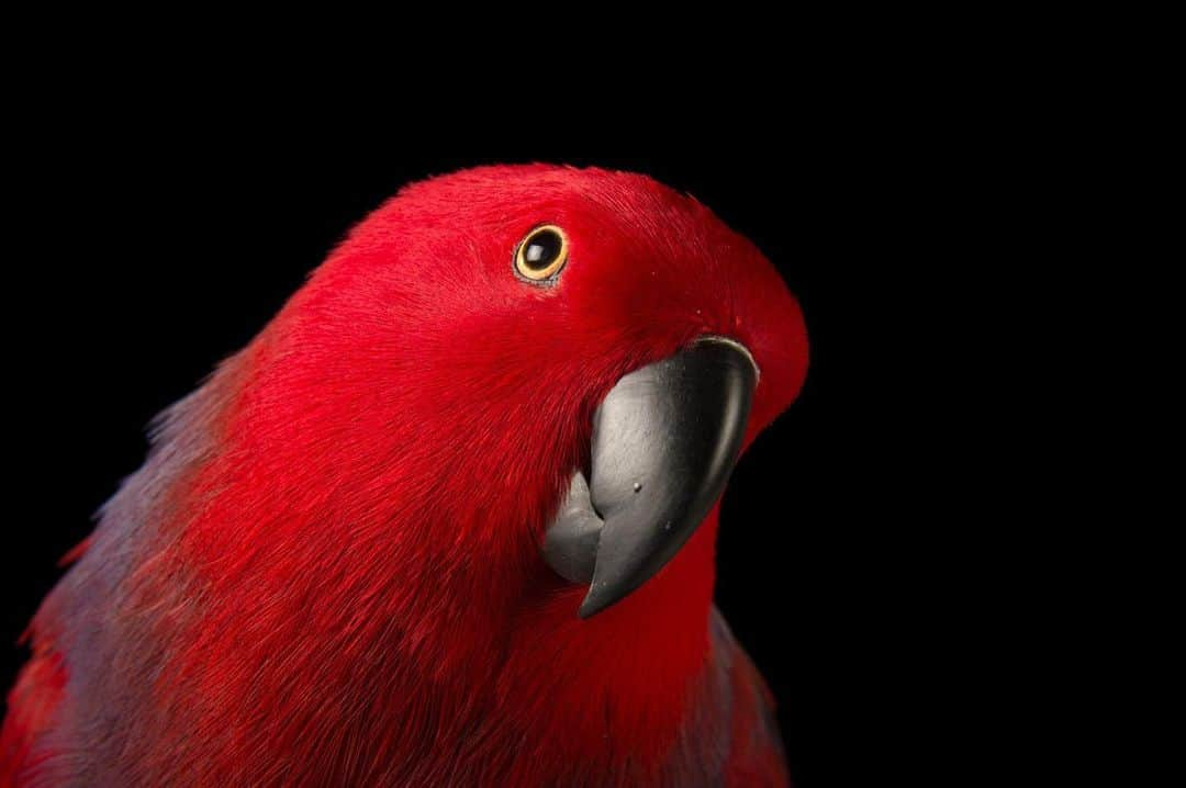 Joel Sartoreさんのインスタグラム写真 - (Joel SartoreInstagram)「This beauty is a female Northern eclectus parrot. Unlike other birds in the parrot family, this species exhibits extreme sexual dimorphism, meaning that males and females look very different. While females sport bright red and purple/blue plumage, males are almost entirely covered in bright emerald green feathers. Photo taken @palmbeachzoo.   #parrot #female #eclectus #dimorphism #bird #red #blue #animal #wildlife #fourthofjuly #photography #wildlifephotography #animalphotography #studioportrait #PhotoArk @insidenatgeo」7月5日 0時10分 - joelsartore