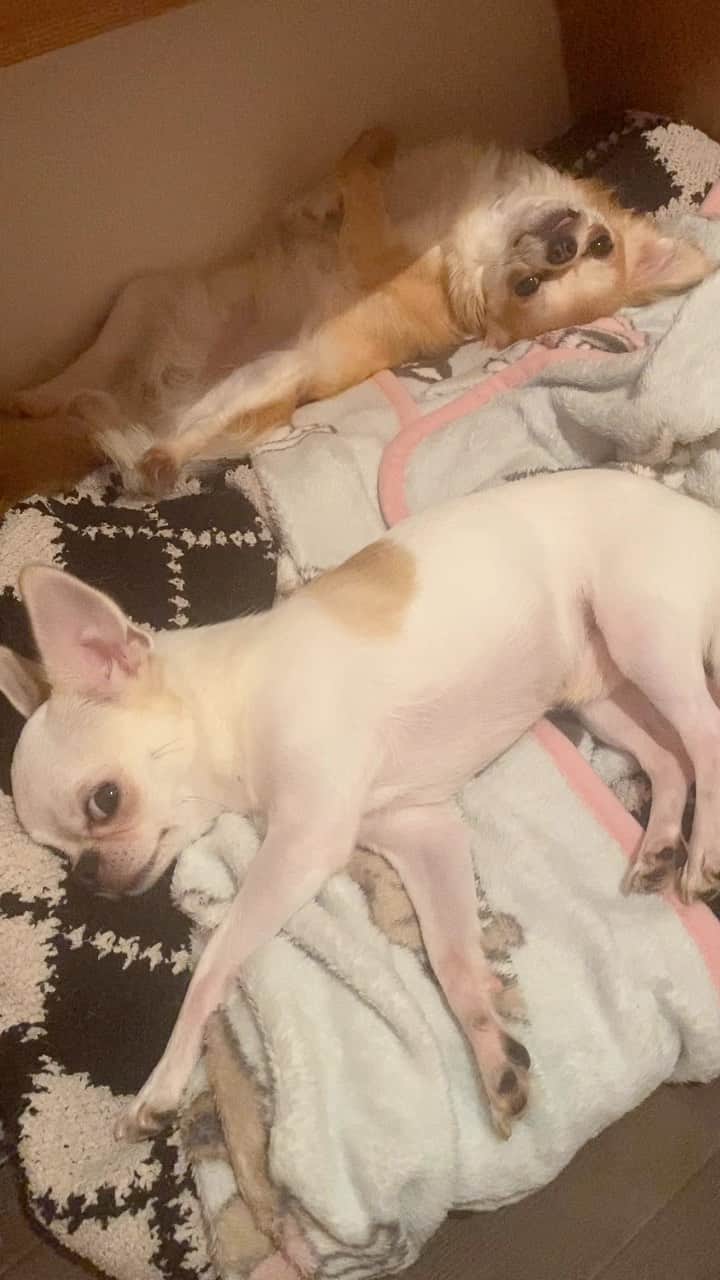 mayuのインスタグラム：「今日も一日ありがとう😊😊おやすみね🐶🐶🐶🐶⭐️ ． ． ．  #チワワ#ちわわ #chihuahua#犬#犬のいる暮らし」
