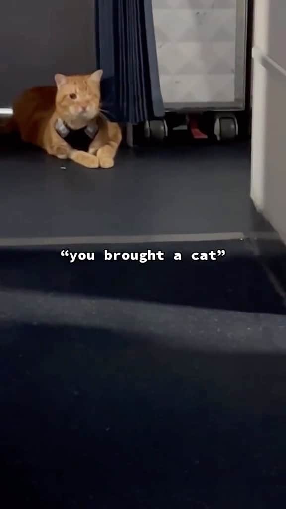 のインスタグラム：「Hahahah “check your bag and see if you’re cat is not in your bag”  If you like it pls support with ❤️  Credit: beautiful diet.bean (tt) Check them out ☺️  ** For all crediting issues and removals pls 𝐄𝐦𝐚𝐢𝐥 𝐮𝐬 ☺️  𝐍𝐨𝐭𝐞: we don’t own this video/pics, all rights go to their respective owners. If owner is not provided, tagged (meaning we couldn’t find who is the owner), 𝐩𝐥𝐬 𝐄𝐦𝐚𝐢𝐥 𝐮𝐬 with 𝐬𝐮𝐛𝐣𝐞𝐜𝐭 “𝐂𝐫𝐞𝐝𝐢𝐭 𝐈𝐬𝐬𝐮𝐞𝐬” and 𝐨𝐰𝐧𝐞𝐫 𝐰𝐢𝐥𝐥 𝐛𝐞 𝐭𝐚𝐠𝐠𝐞𝐝 𝐬𝐡𝐨𝐫𝐭𝐥𝐲 𝐚𝐟𝐭𝐞𝐫.  We have been building this community for over 6 years, but 𝐞𝐯𝐞𝐫𝐲 𝐫𝐞𝐩𝐨𝐫𝐭 𝐜𝐨𝐮𝐥𝐝 𝐠𝐞𝐭 𝐨𝐮𝐫 𝐩𝐚𝐠𝐞 𝐝𝐞𝐥𝐞𝐭𝐞𝐝, pls email us first. **  #sleepingkitty #instakitties #kittycuddles  #catladylife #catsareawesome」