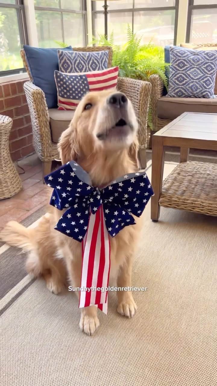 DogsOf Instagramのインスタグラム：「Red, White and AWOO with @sundaythegoldenretriever ❤️🤍💙 Wishing everyone a very safe and Happy 4th of July! 🇺🇸  . . . #doghowls #howlingdog #awoo #patrioticpup #americandog #dogsofinstagram #4thofjuly2023」