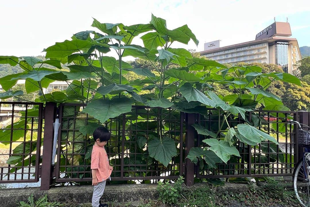 安田美沙子さんのインスタグラム写真 - (安田美沙子Instagram)「少し前に、久々の家族旅行に行って来ました！  パパは1ヶ月前にロマンスカーの先頭車両をおさえてくれました✨  パノラマビュー！美しい！ 箱根に近づくと、緑が増えて、すずしいからか紫陽花がまだまだ沢山🤍  箱根の富士屋ホテルが見える景色って、ようこそ！とお出迎えしてもらってるみたいで。。  すでに癒されました。  燕の赤ちゃんもかわいいし、 私は癒しを求めていたんだと気付かされた。  子供達に楽しんで貰うのはもちろん、自分も癒しを求めていました。  私の中の絶対的価値観は自然！！ 旅を終える前と後では、なんだか世界がちがいました。 忘れてたな。。。  まだまだ旅は続きます。  #ロマンスカー #mse #箱根 #温泉 #brothers」7月5日 0時29分 - yasuda_misako