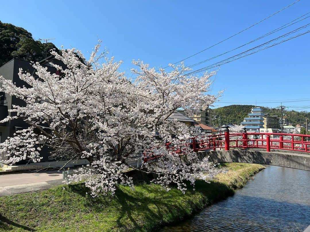 長谷川るいのインスタグラム：「. . . ちょうど桜が満開の時に🌸 玉造温泉街♨️ . 教えてもらってた西洋軒もランチでお邪魔しました🍴💓 . . . . . #時差投稿 #玉造温泉街 #玉造  #島根グルメ #西洋軒 #カツライス  #島根ランチ #桜満開🌸」