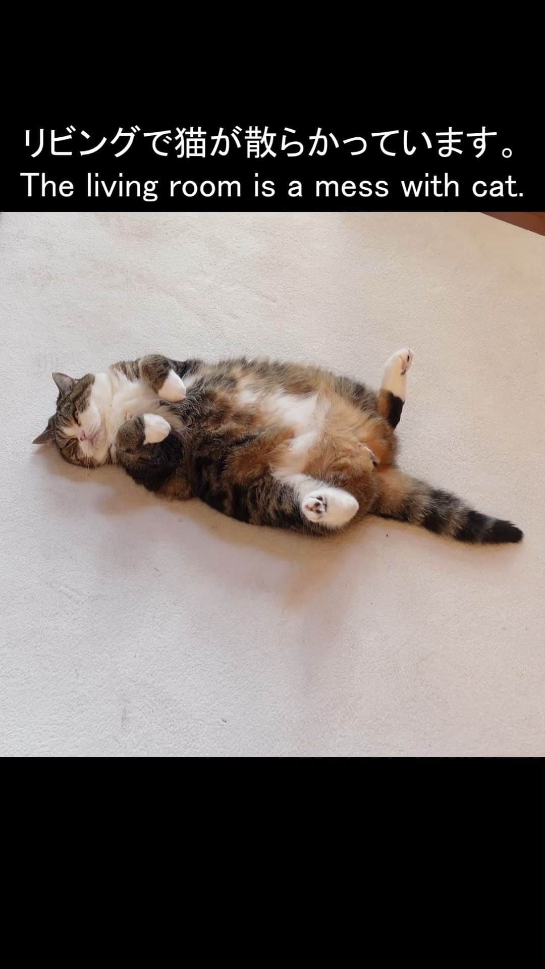 のインスタグラム：「リビングで散らかっている猫を、平和的にすっきりと収納します。 I store the messy cat in an instant.  元動画↓Original video↓ https://youtu.be/9rJn0eTnyWA  #まる #Maru #猫 #cats」